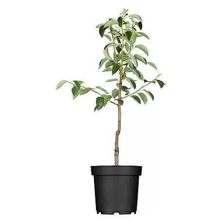 Piardino  Obstbaum