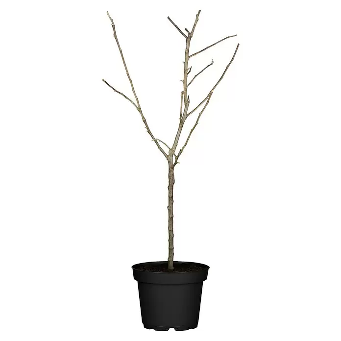 Piardino Obstbaum - Kernobst - Vorderansicht